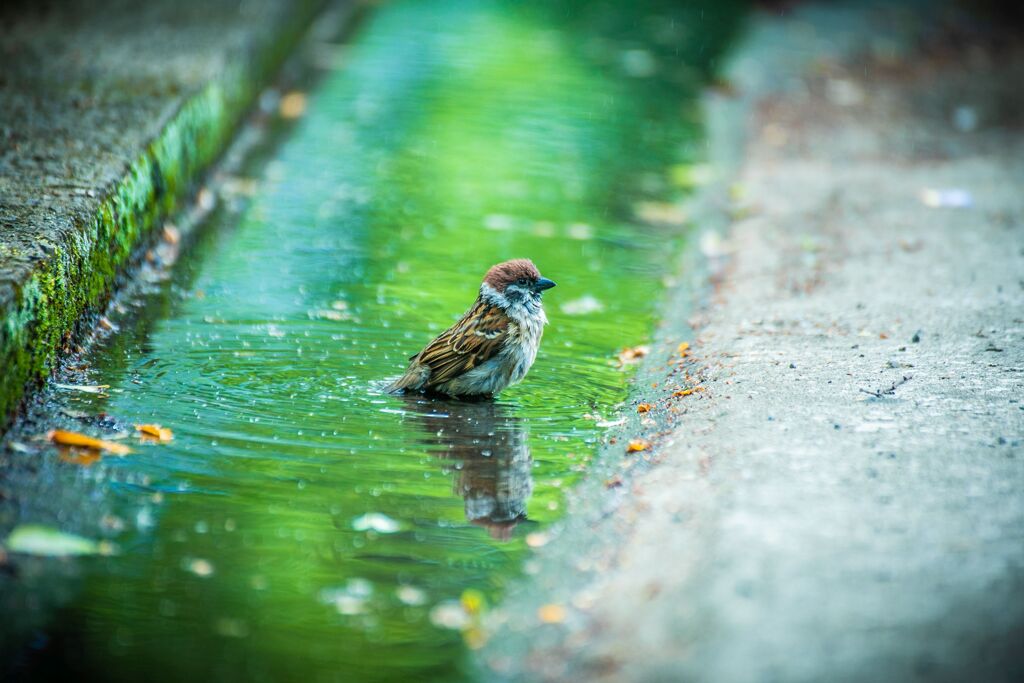 ネモフィラとバラ020