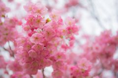 れ桜015