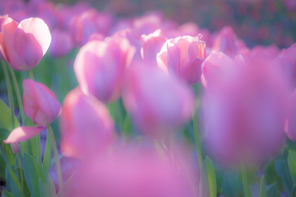 チューリップ083