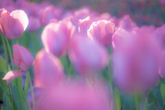 チューリップ083