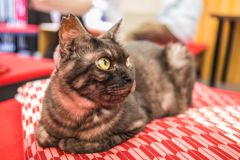 ねこ屋敷002