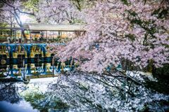 夜桜B007