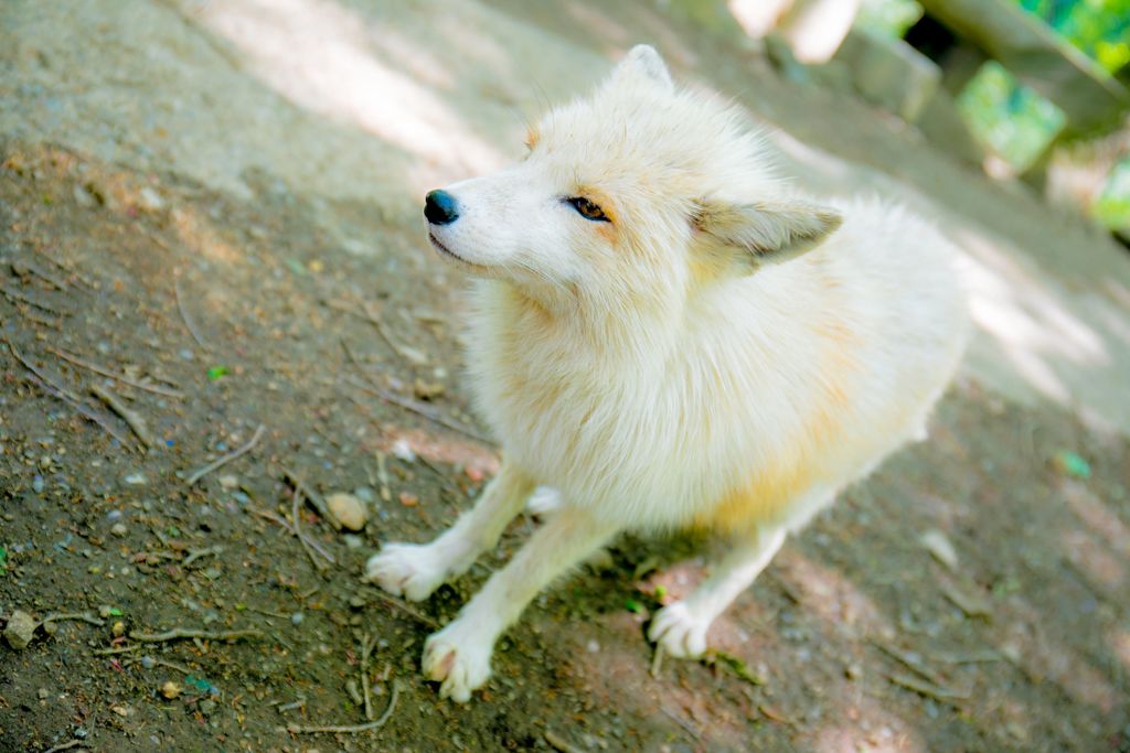 キツネ村008