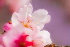桜A001