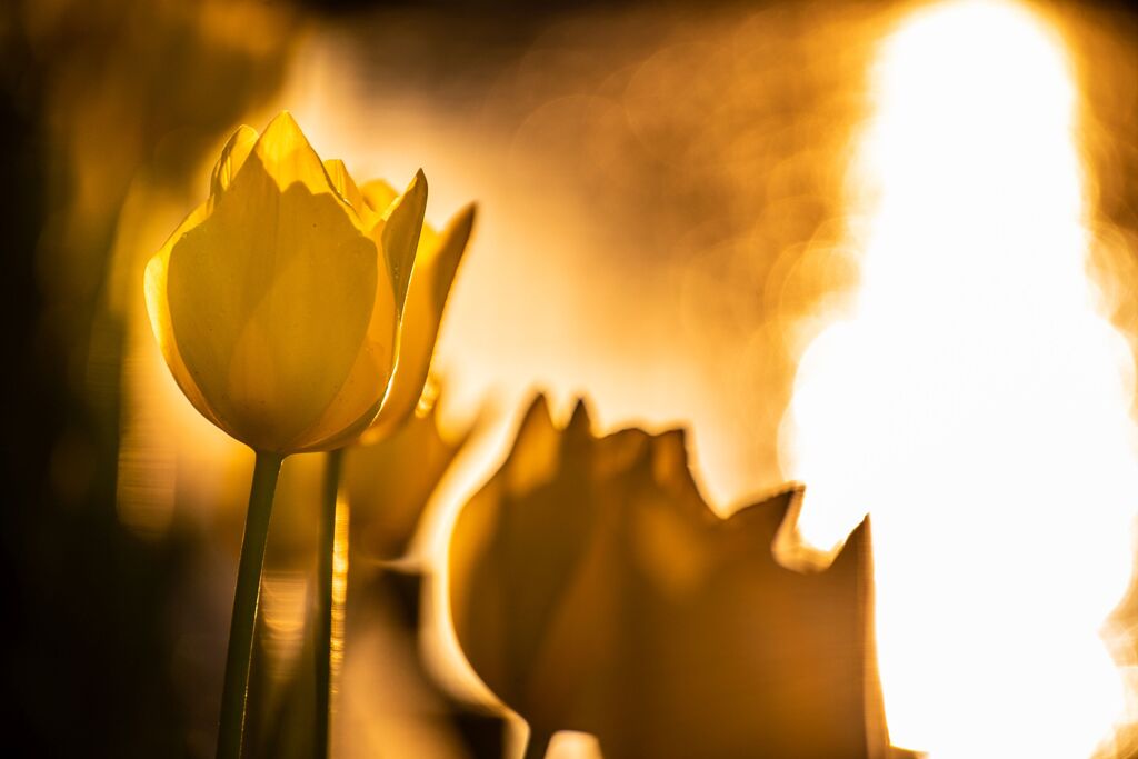 チューリップ141