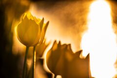 チューリップ141