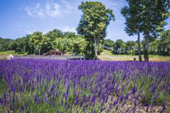 フラワーパークTest001