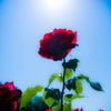 春薔薇042