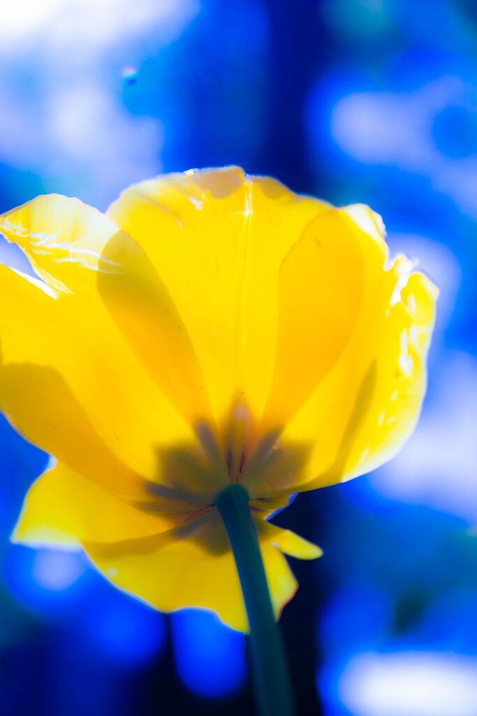 チューリップ040