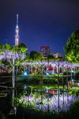 夜の藤014