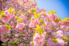 八重桜A005