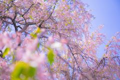 八重桜A005
