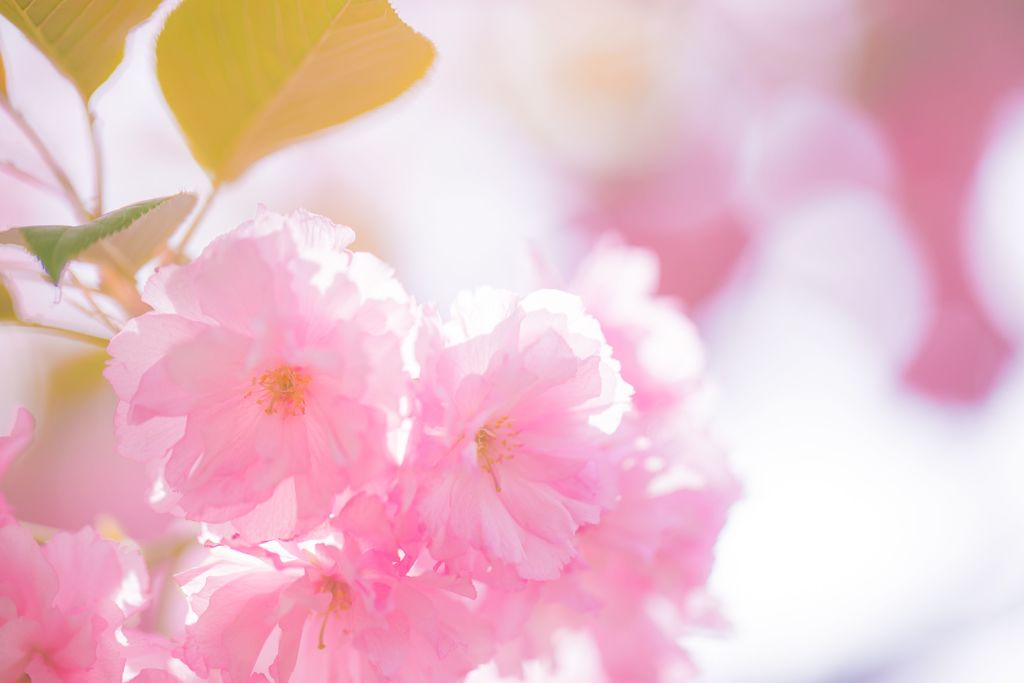 八重桜B027