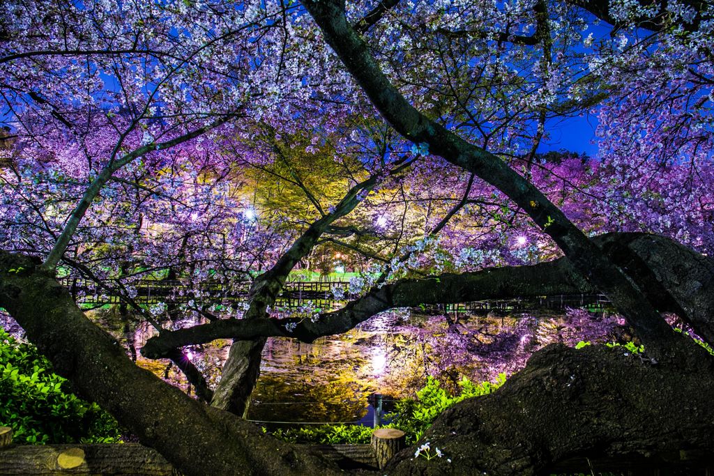 夜桜021
