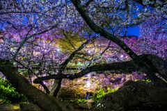 夜桜021