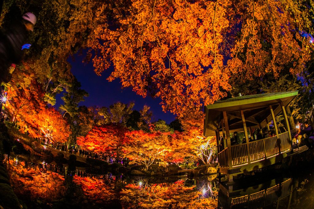 ライトアップ026