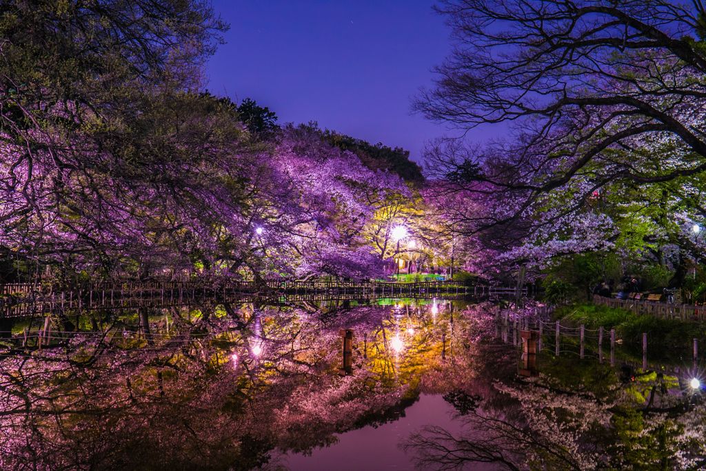 夜桜024