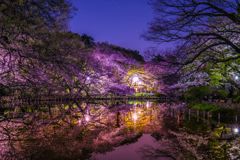 夜桜024