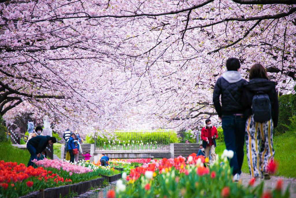 チューリップ025