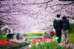 チューリップ025