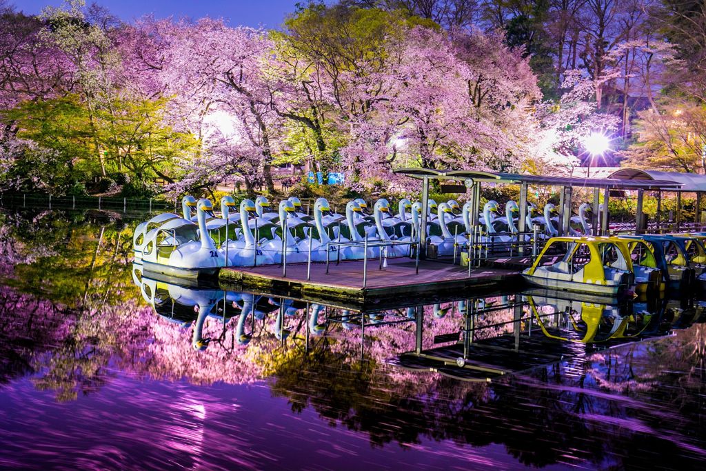 夜桜012