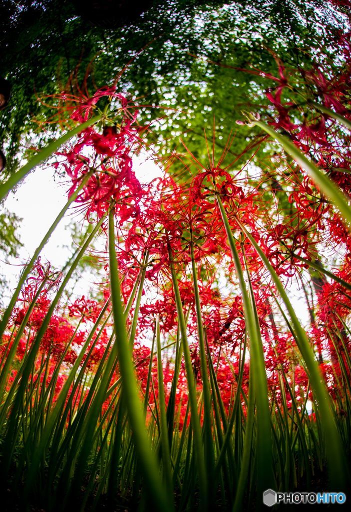彼岸花040
