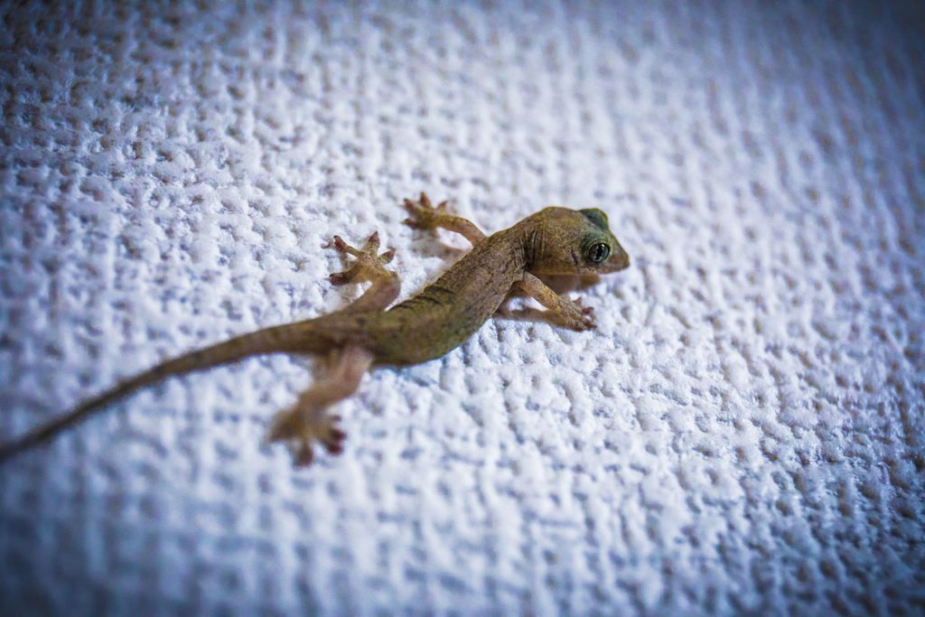 家＠ヤモリ001