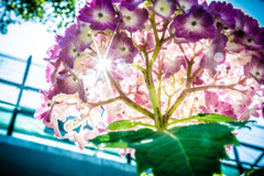紫陽花2020024