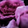 重い薔薇022