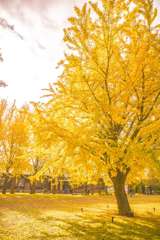 歴史館イチョウ003