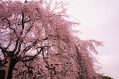 桜001