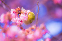 河津桜A010