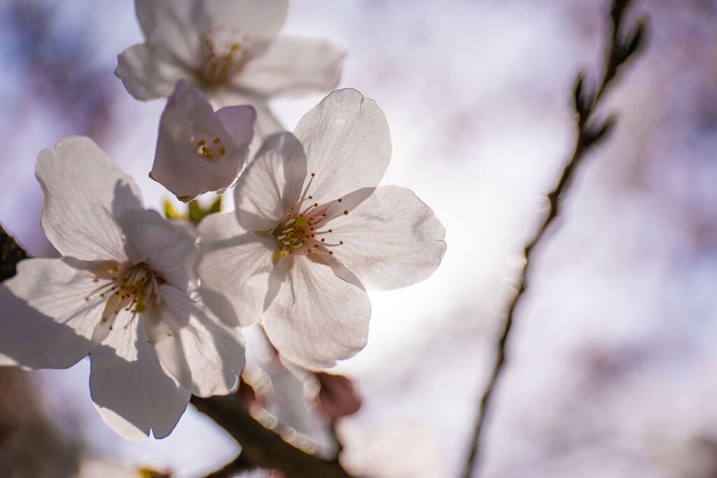 の桜004