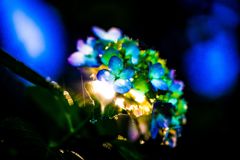 ナイト041