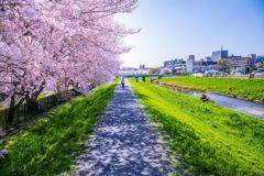 桜まつり032