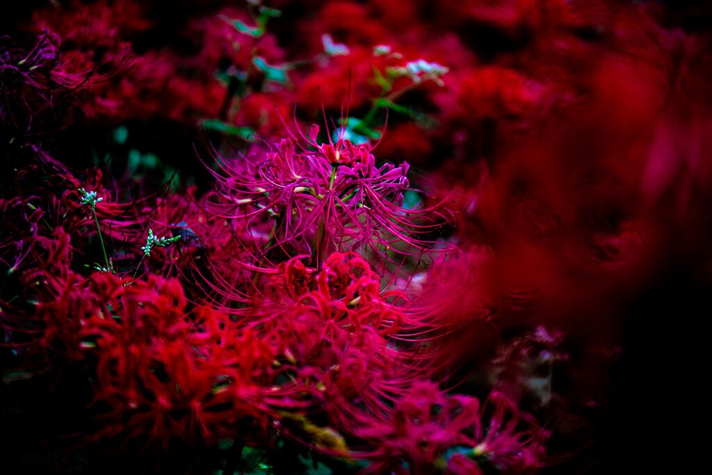 彼岸花006