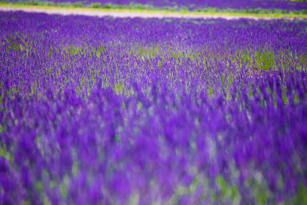 フラワーパーク037