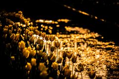 チューリップ090