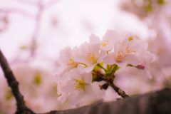 れ桜023