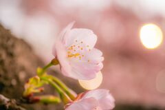 桜_040