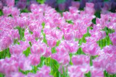 チューリップ016