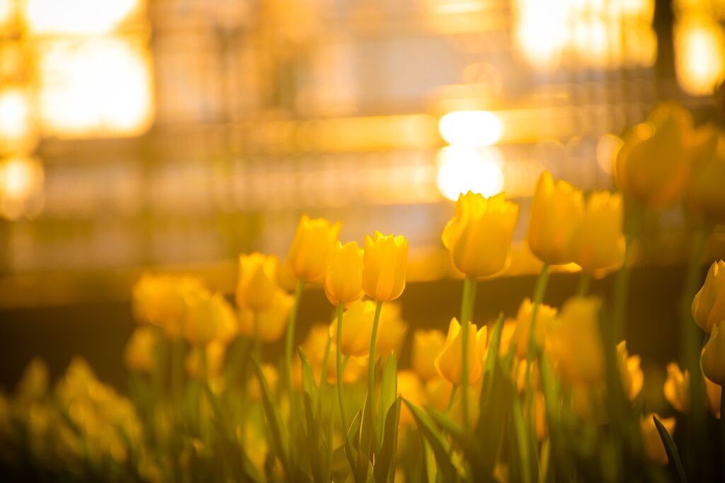 チューリップ113