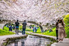 チューリップ045