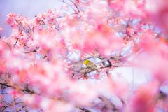 桜001