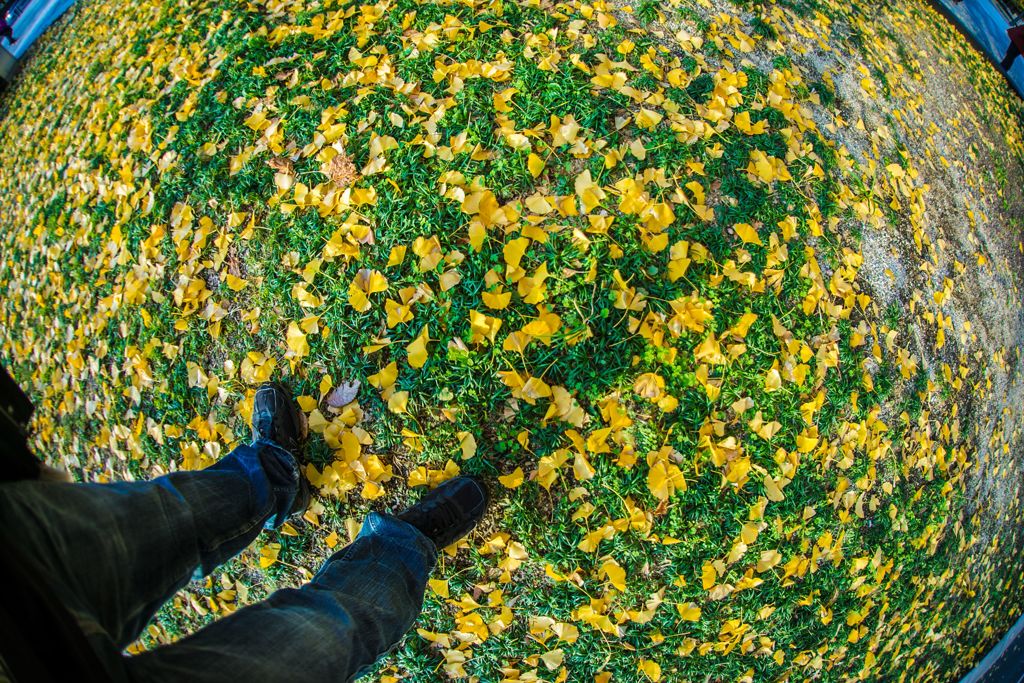 イチョウ並木009