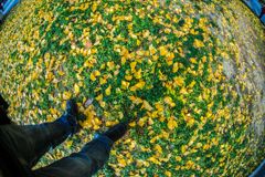 イチョウ並木009