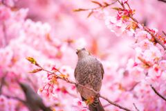 桜C039