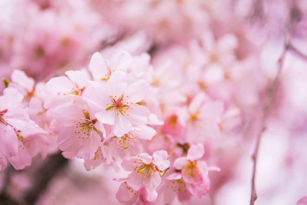 桜002