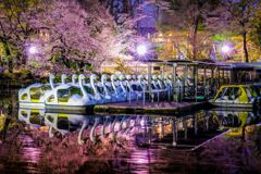 桜016