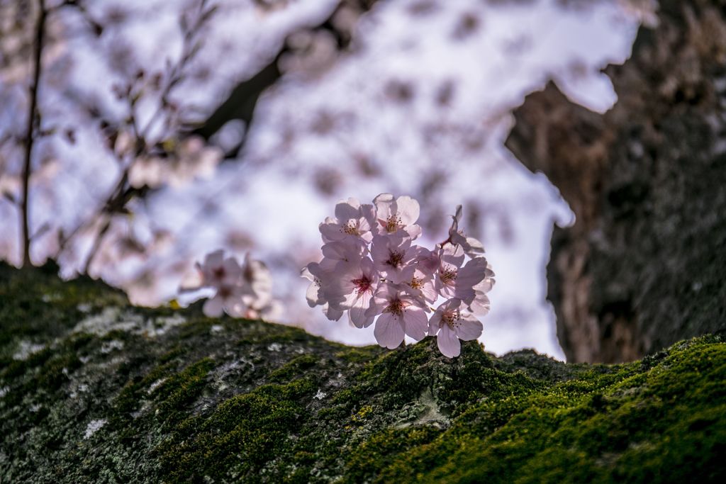 幹の桜